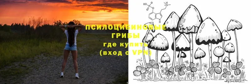 Псилоцибиновые грибы Cubensis  blacksprut ТОР  Иркутск  как найти закладки 